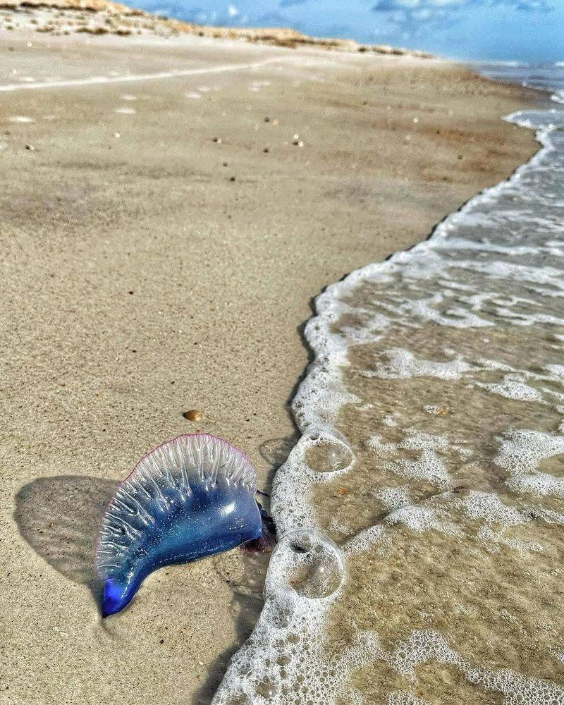 Portuguese Man-of-War