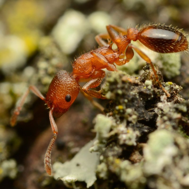 European Fire Ant