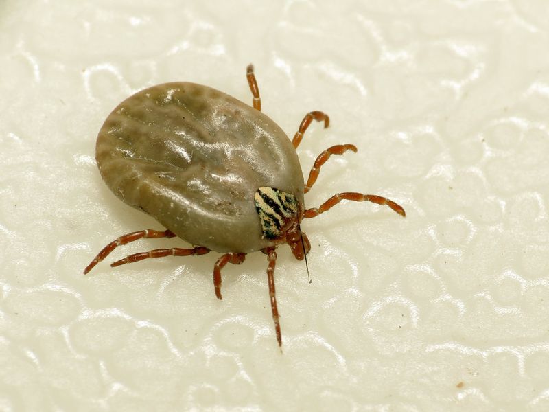 Gulf Coast Tick