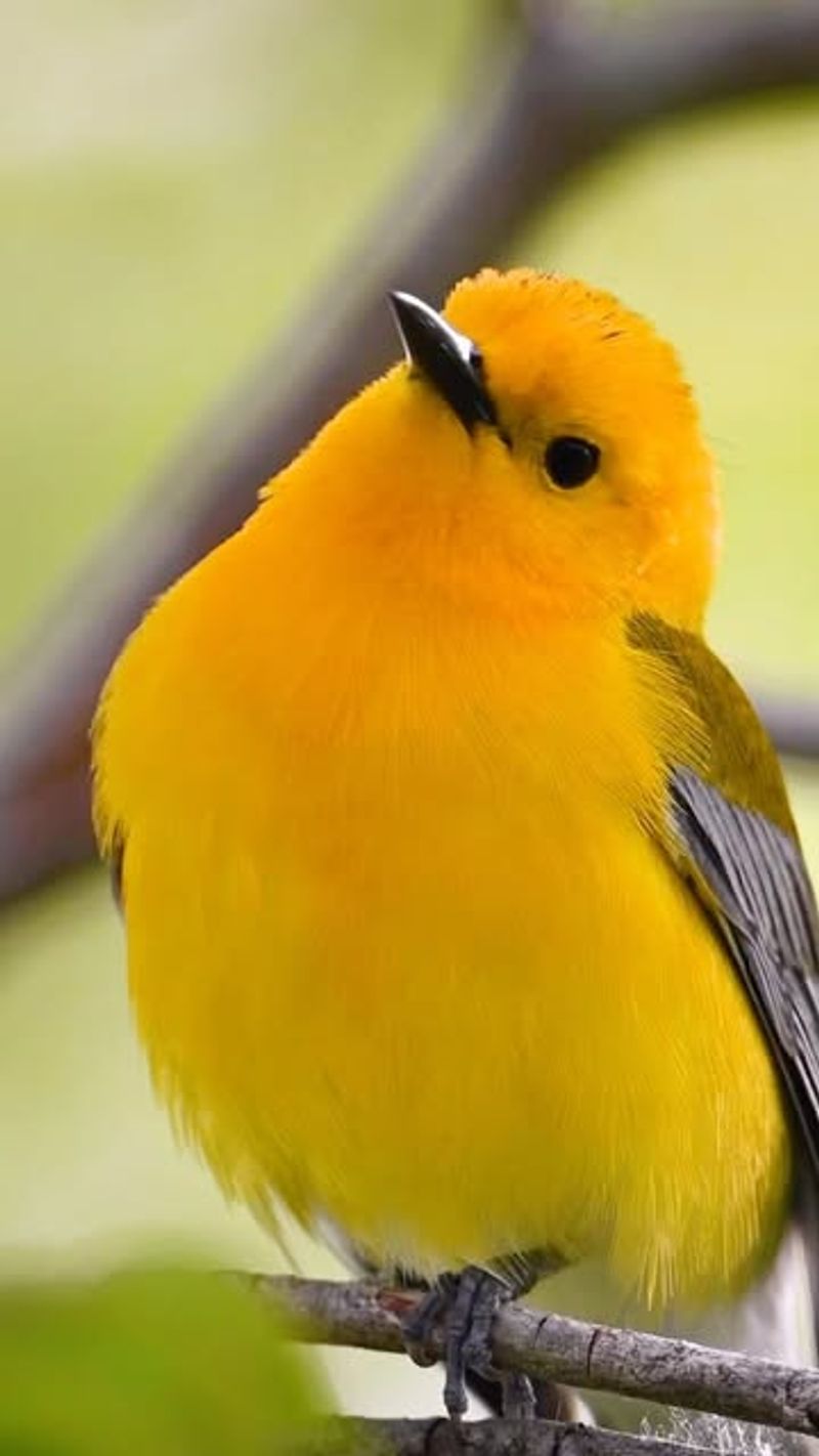 Prothonotary Warbler's Golden Garden Glow