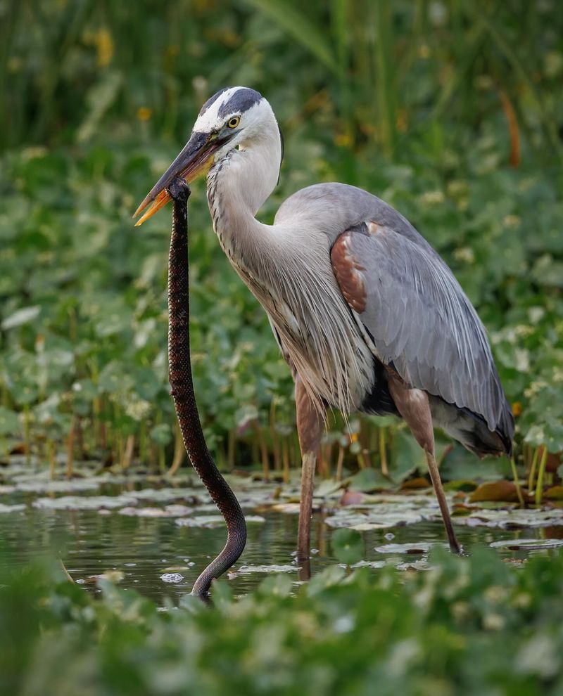 Great Blue Heron: Blue-Gray Giant