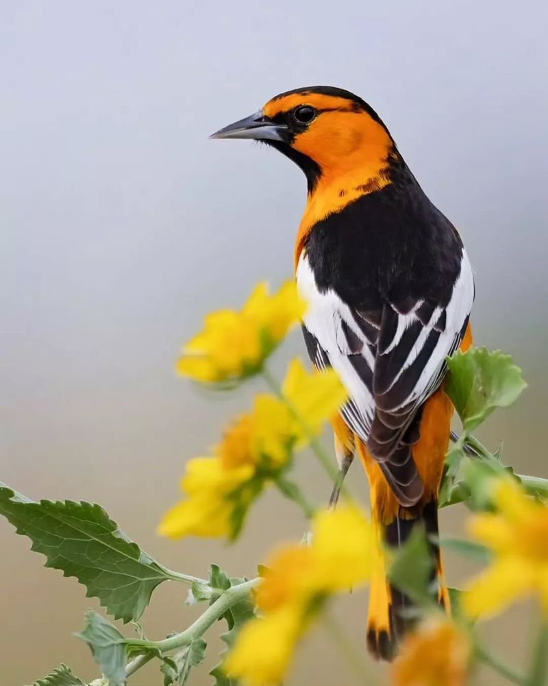 Bullock's Oriole