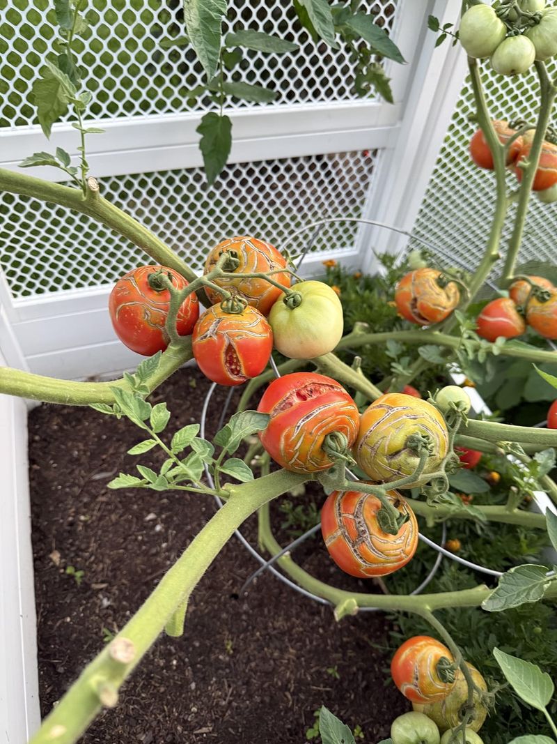 Stunted Fruit Growth