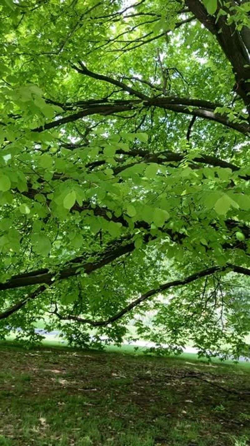 Manchineel