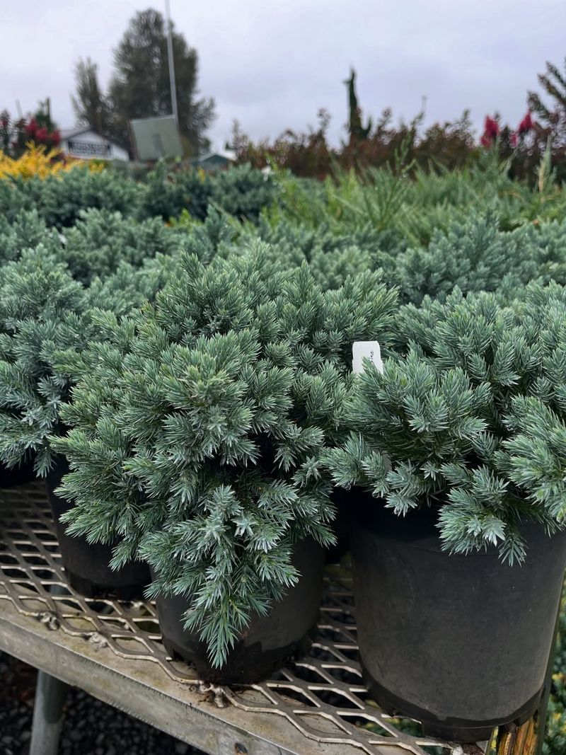 Blue Star Juniper