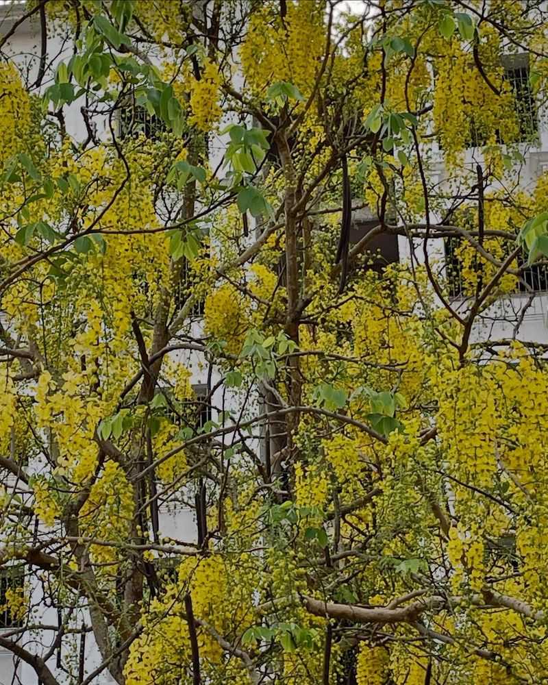 Golden Chain Tree: Sunshine Yellow Danger