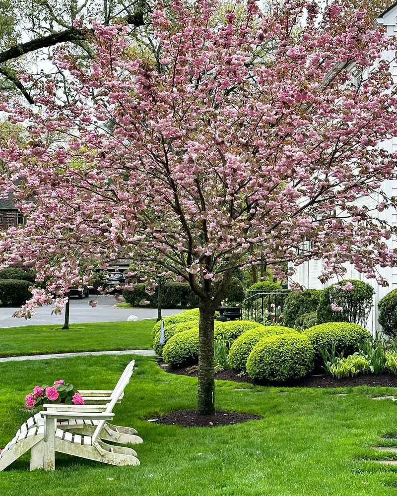 Cherry Trees (Prunus species)