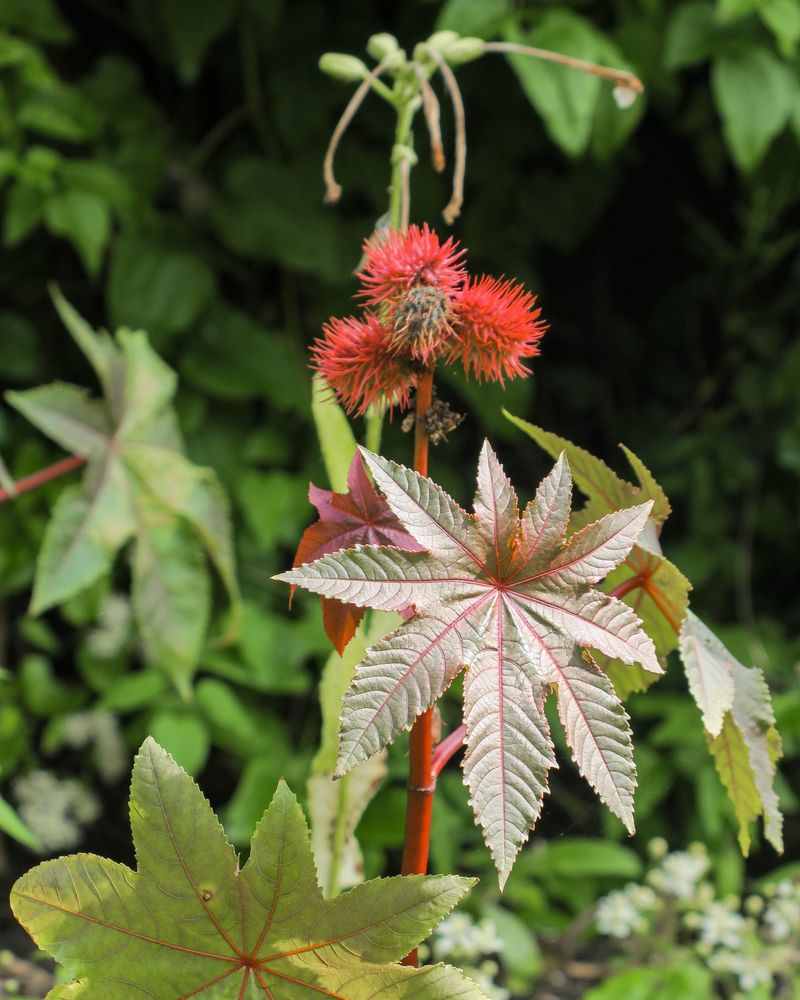 Castor Bean (Ricinus communis)
