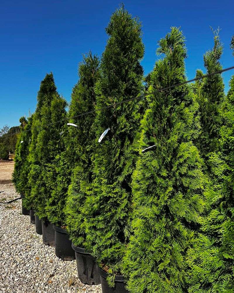 Arborvitae (Thuja occidentalis)