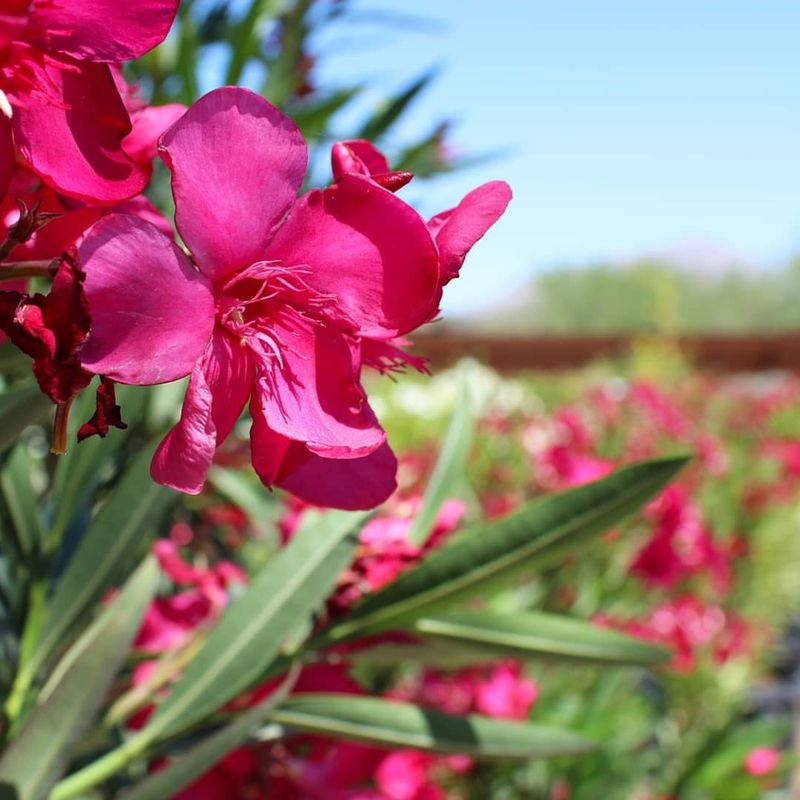 Oleander's Deceptive Beauty