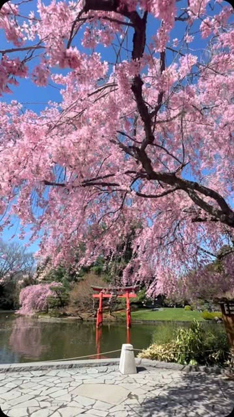 Weeping Higan Cherry Near Japanese Hill-And-Pond Garden