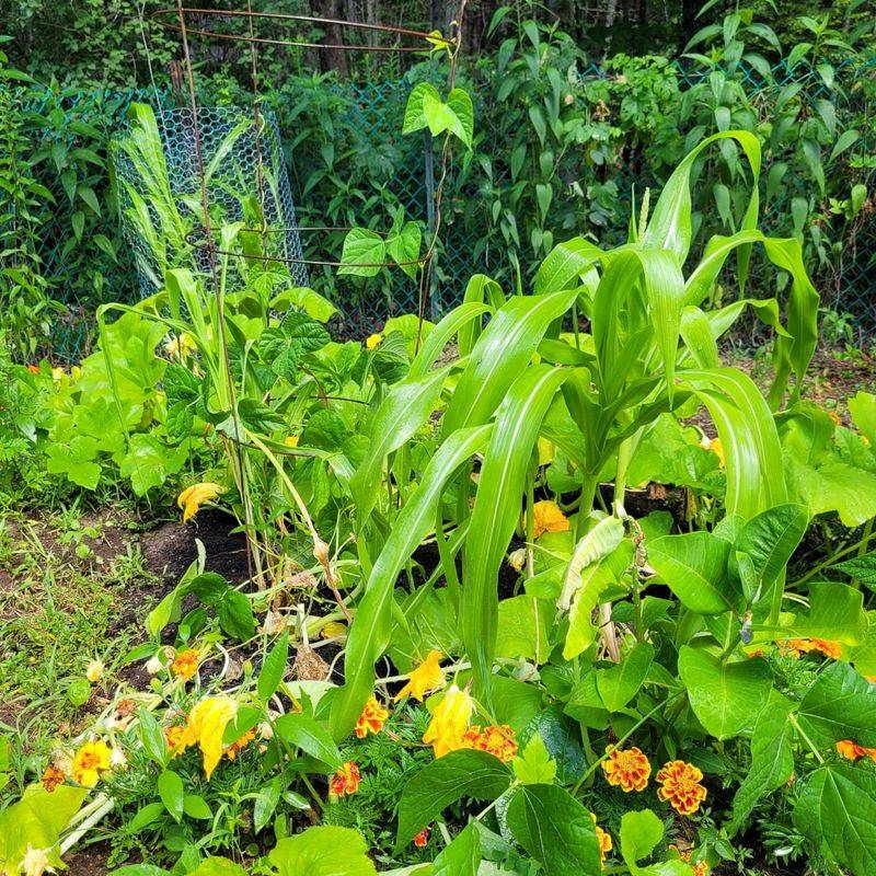 Three Sisters Planting Method Returns To Gardens