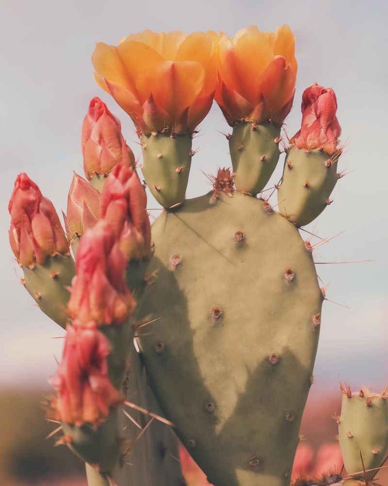 Prickly Pear Cactus Blossom
