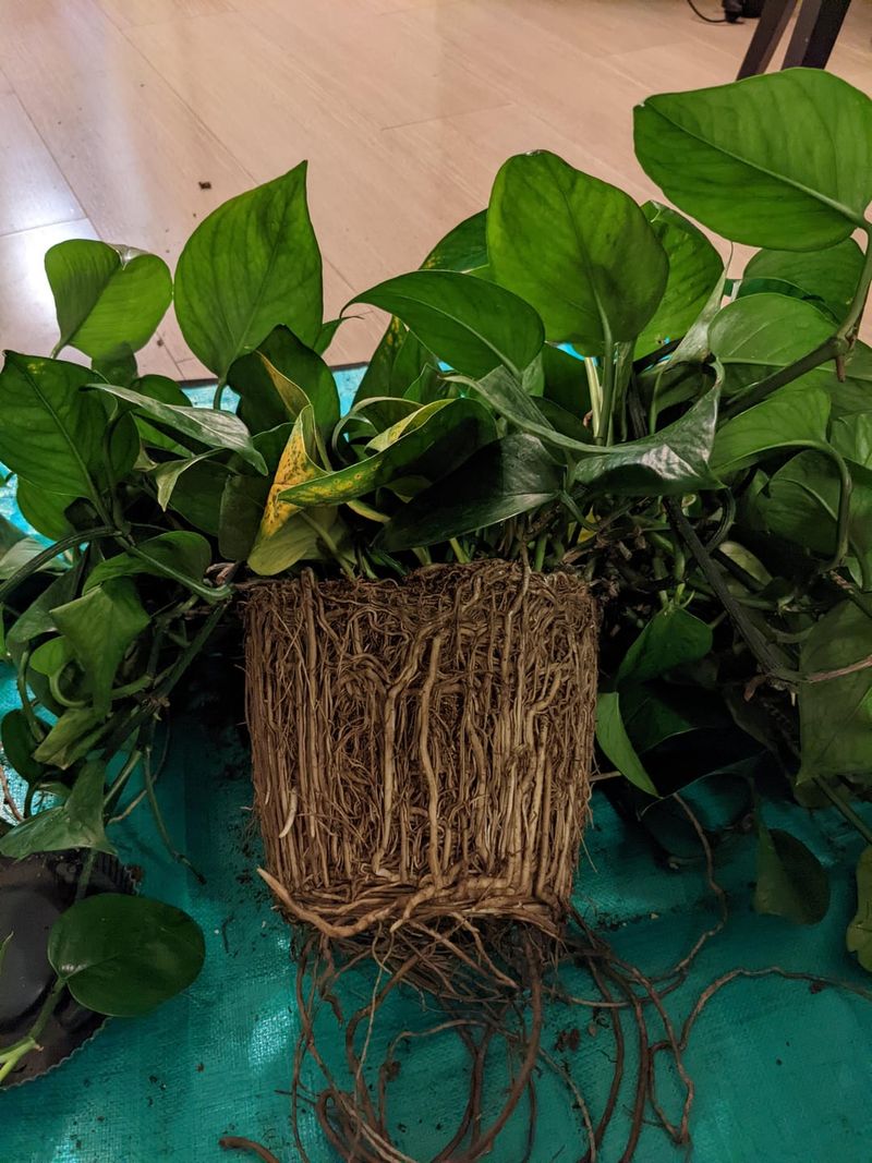 Pothos Multiplication