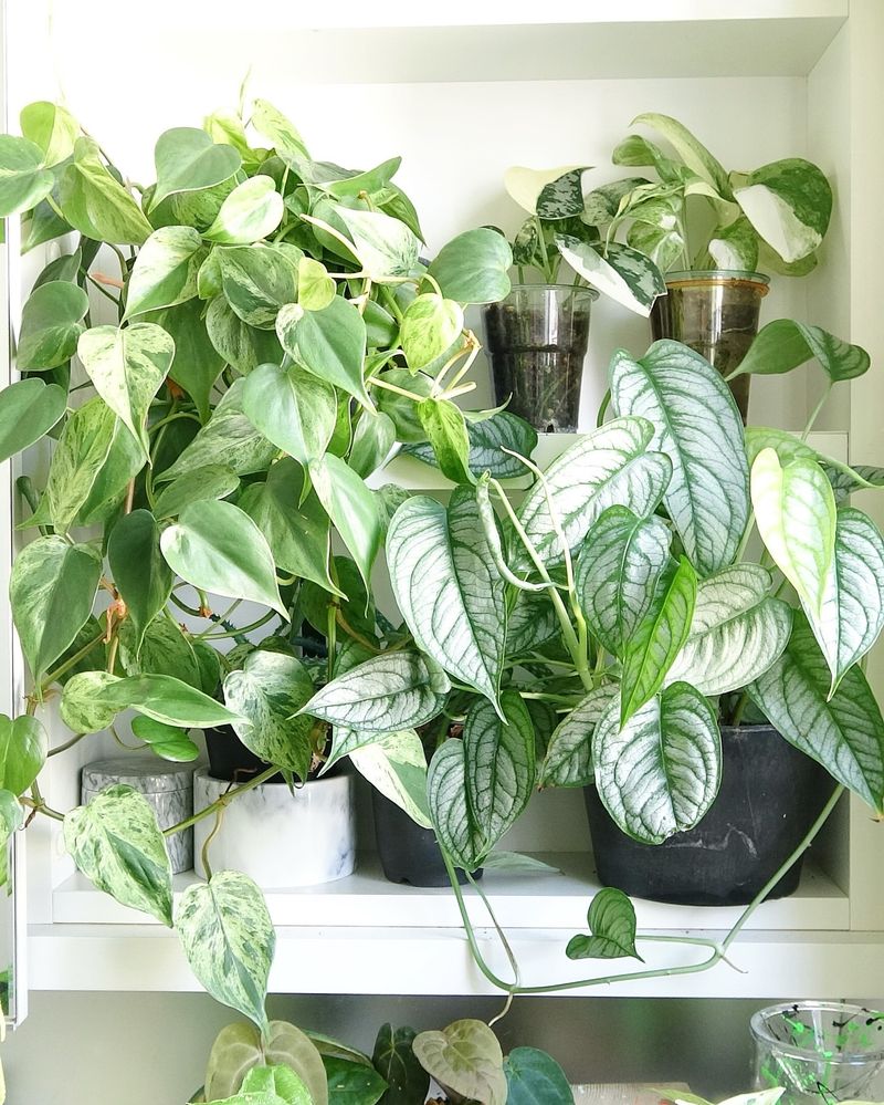 Pothos (Epipremnum aureum)