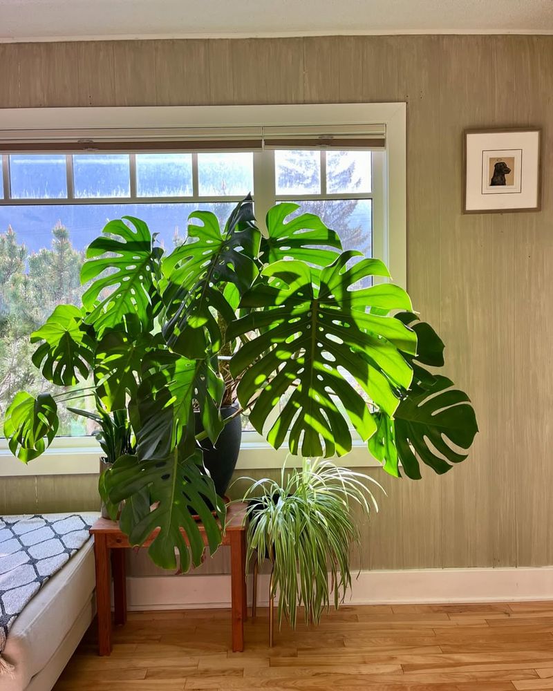 Monstera Deliciosa