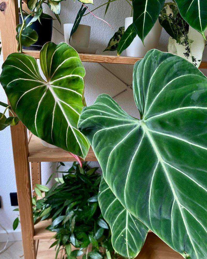 Philodendron Gloriosum