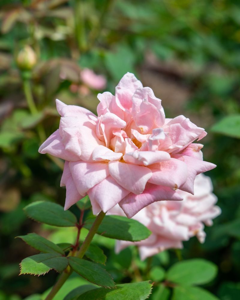 The Gardens of the American Rose Center