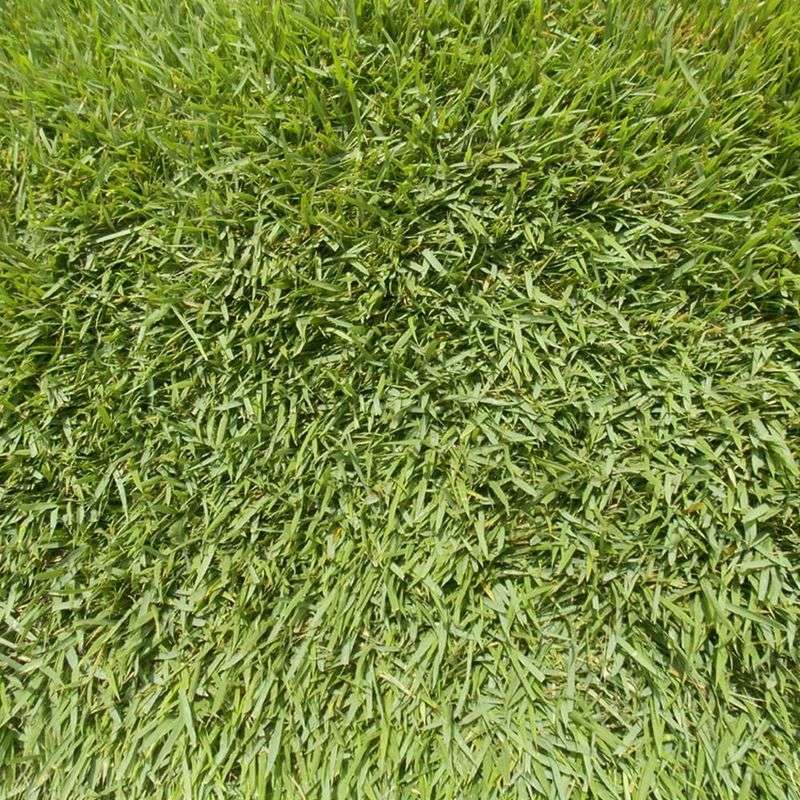 Meyer Zoysia: The Time-Tested Softie