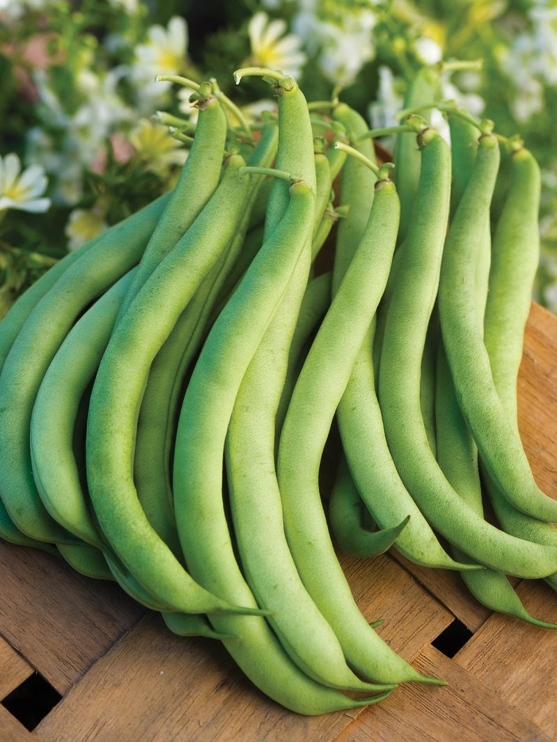 Bush Beans That Beat The Heat