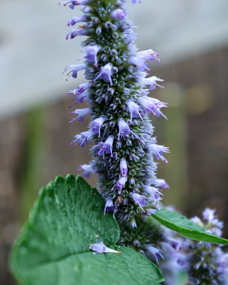 Anise Hyssop: The Herb That Buzzes