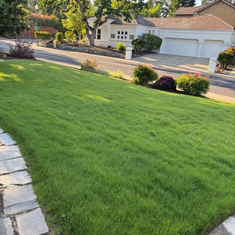 UC Verde Buffalograss