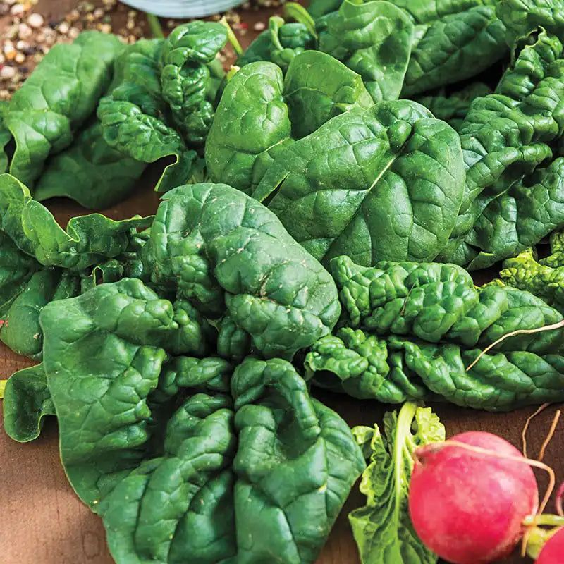 Spinach: Spring and Fall Superstar