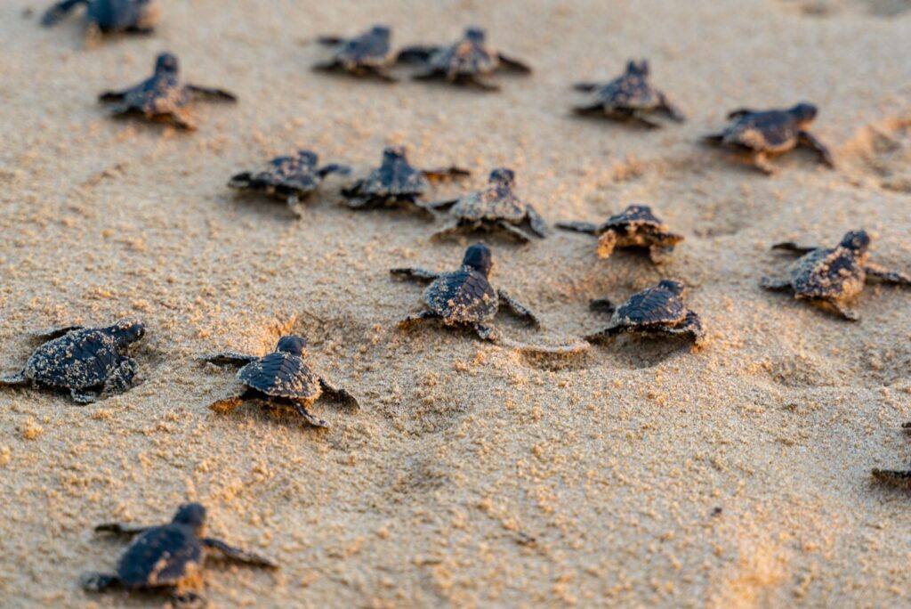 Endangered young baby turtles in warm evening