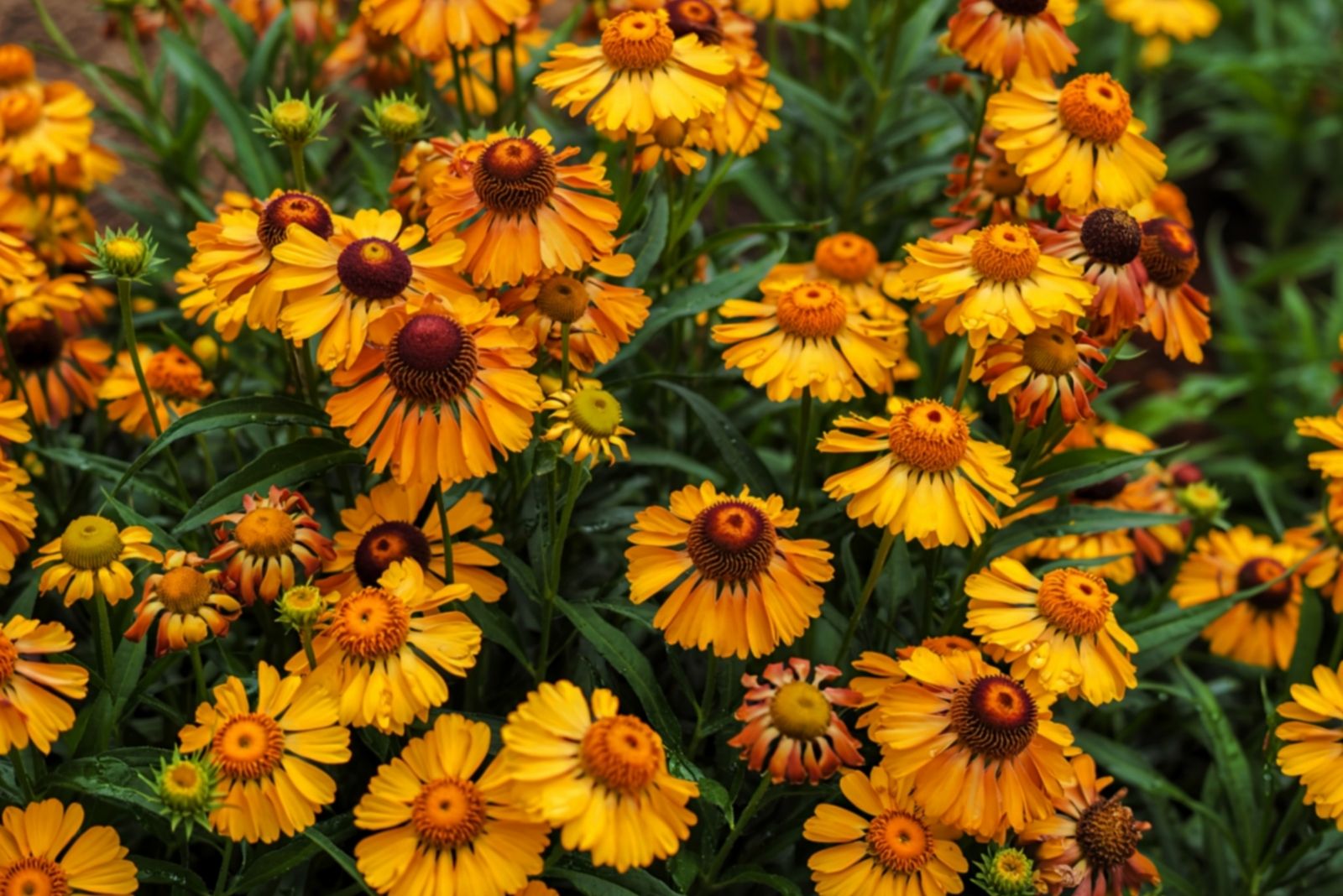 Bright yellow Helenium sneezeweed