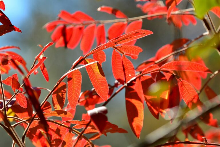 Winged Sumac
