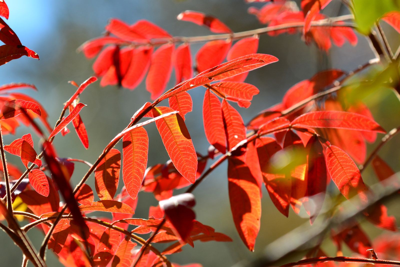 10 Beautiful Bushes That Turn Fiery Red Each Fall In Georgia