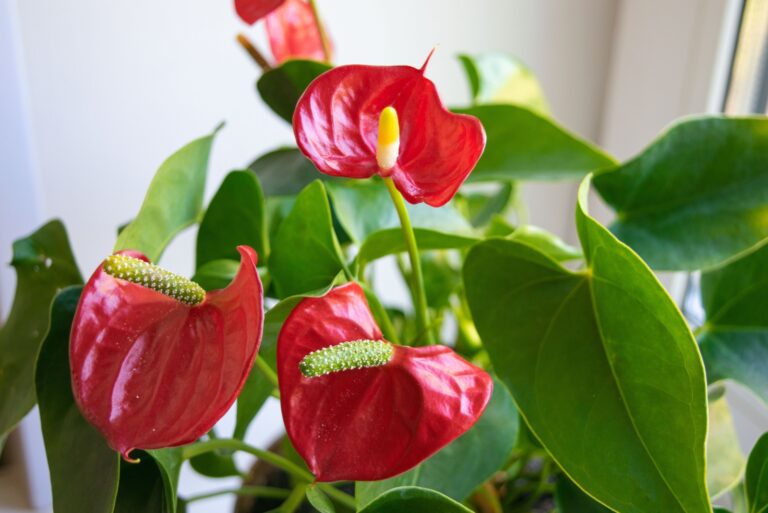 house plant anthurium