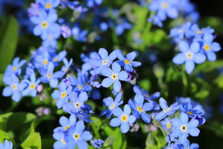 Blooming forget-me-not