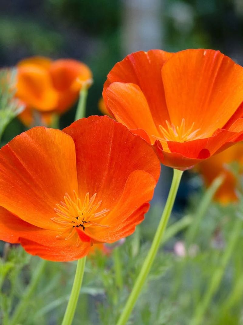 California Poppy
