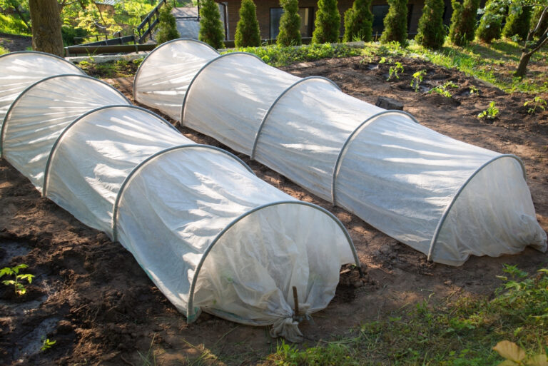 protecting tomatoes from frost (featured image)