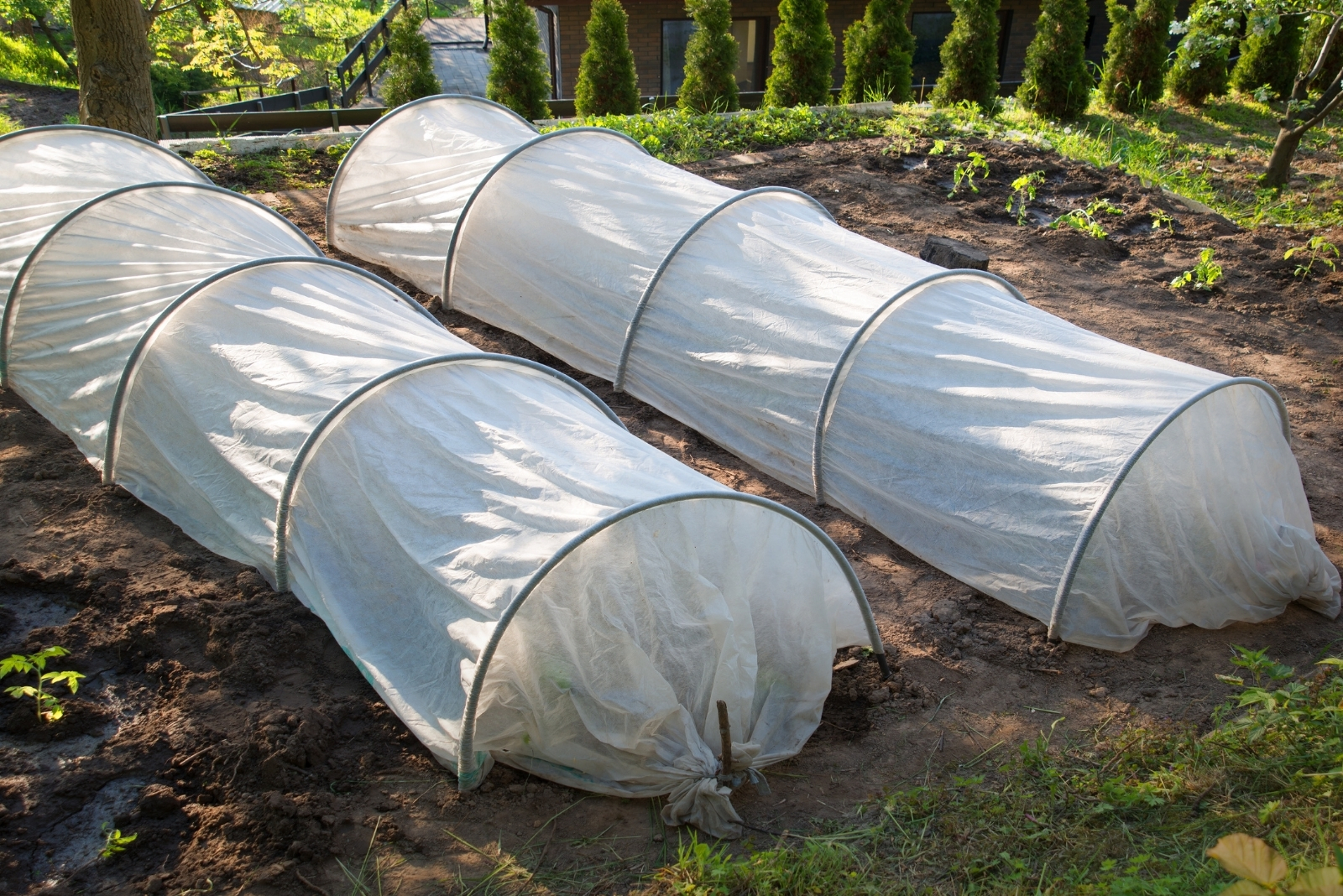 10 Best Frost Protection Methods For Tomato Plants In Colorado