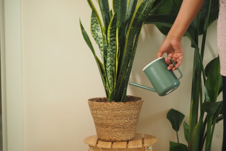 Watering a snake plant indoors Cynthia Shirk deep burgundy pink chrysanthemum flowers