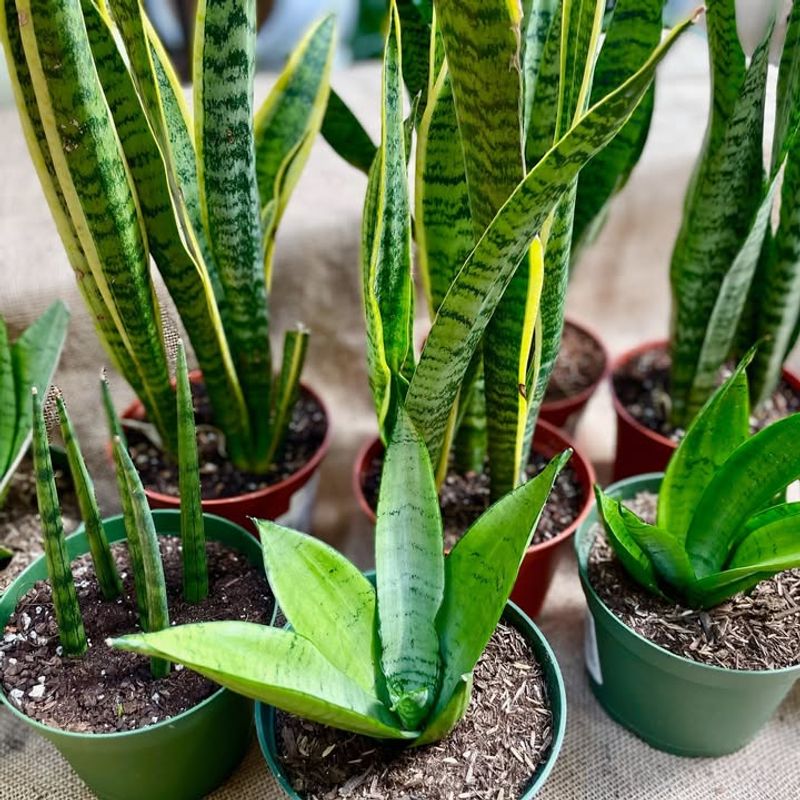 Snake Plant