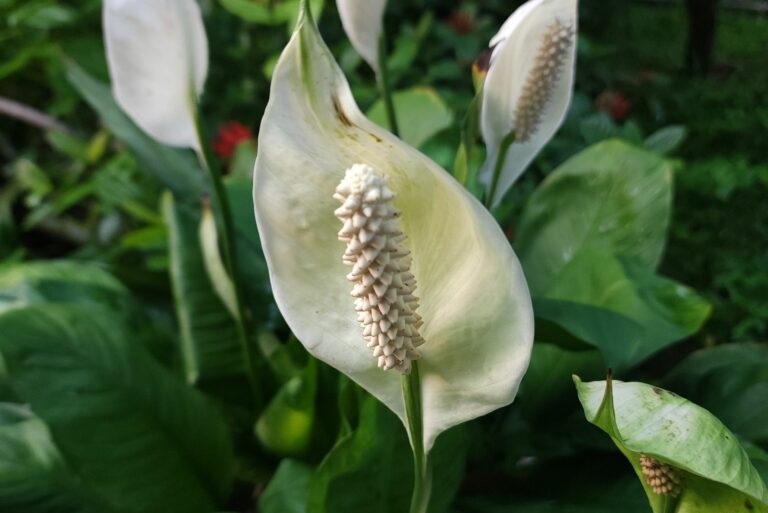 Peace lily