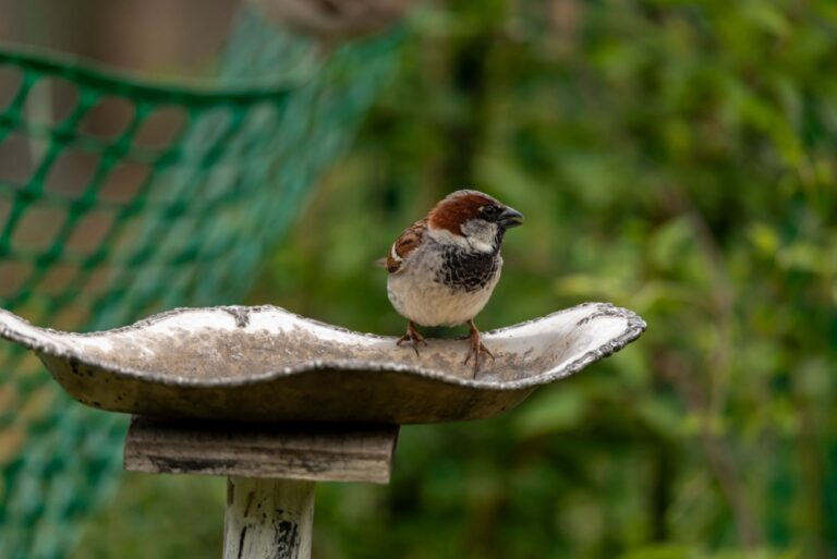 A small sparrow perches on the edge of a metal birdbath in a garden