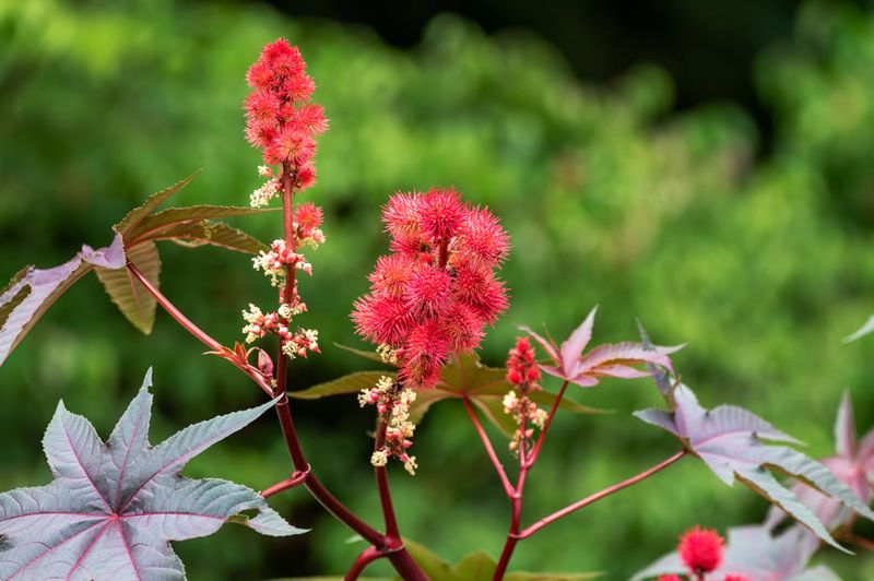 Plant Castor Bean Barriers Around Your Garden