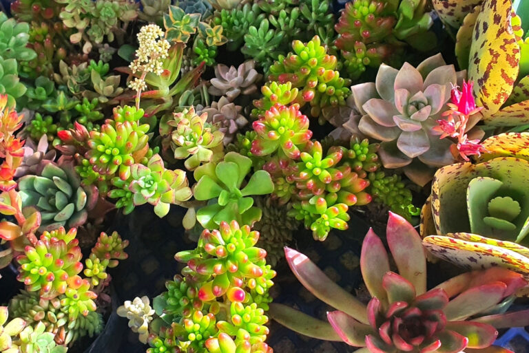 Succulents (featured image)