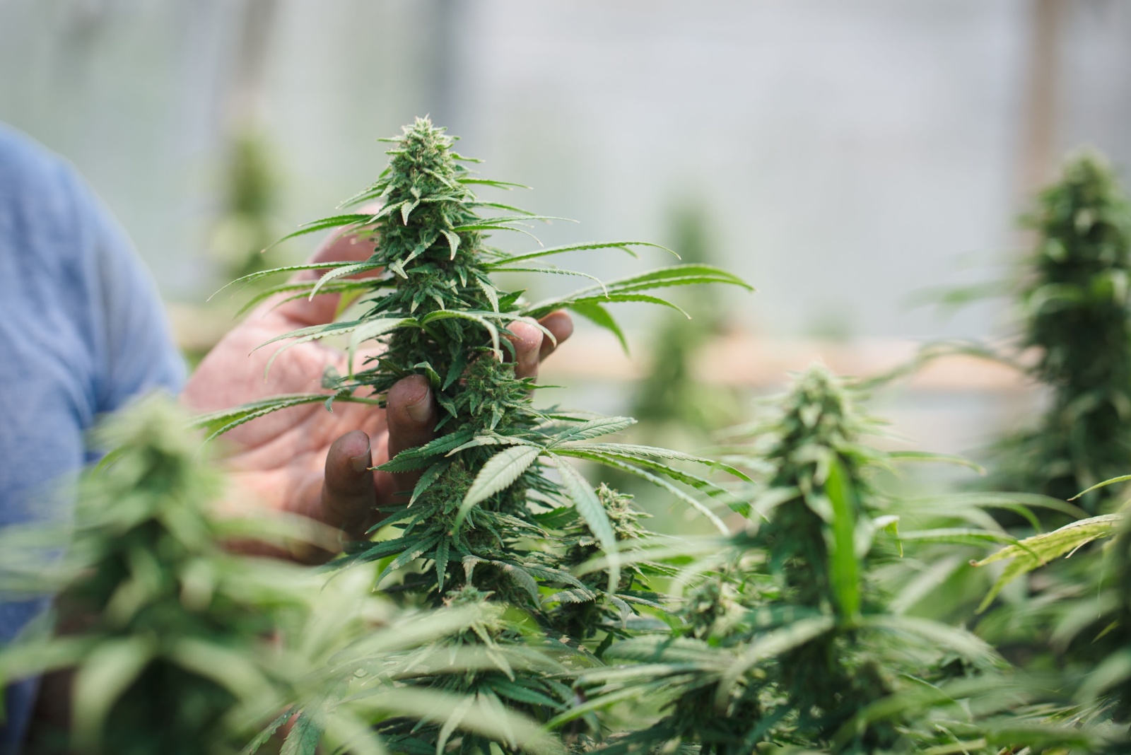 10 Common Backyard Crops That Could Be Illegal In Nebraska