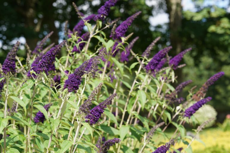 butterfly bush