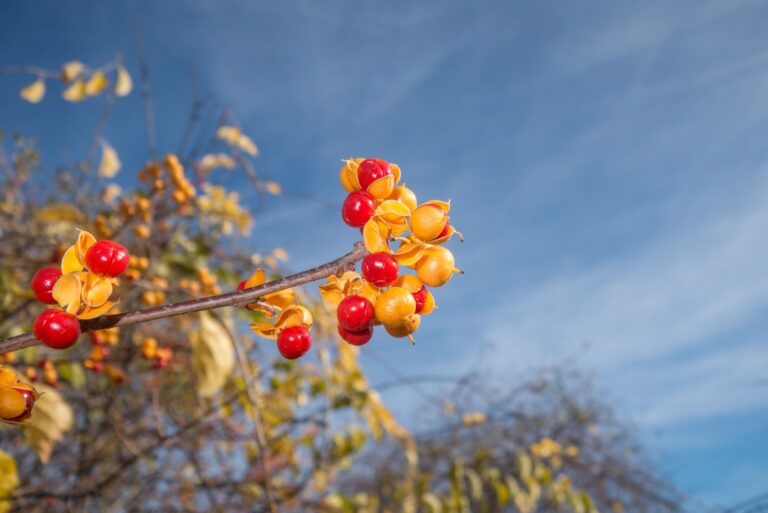 oriental bittersweet in fall