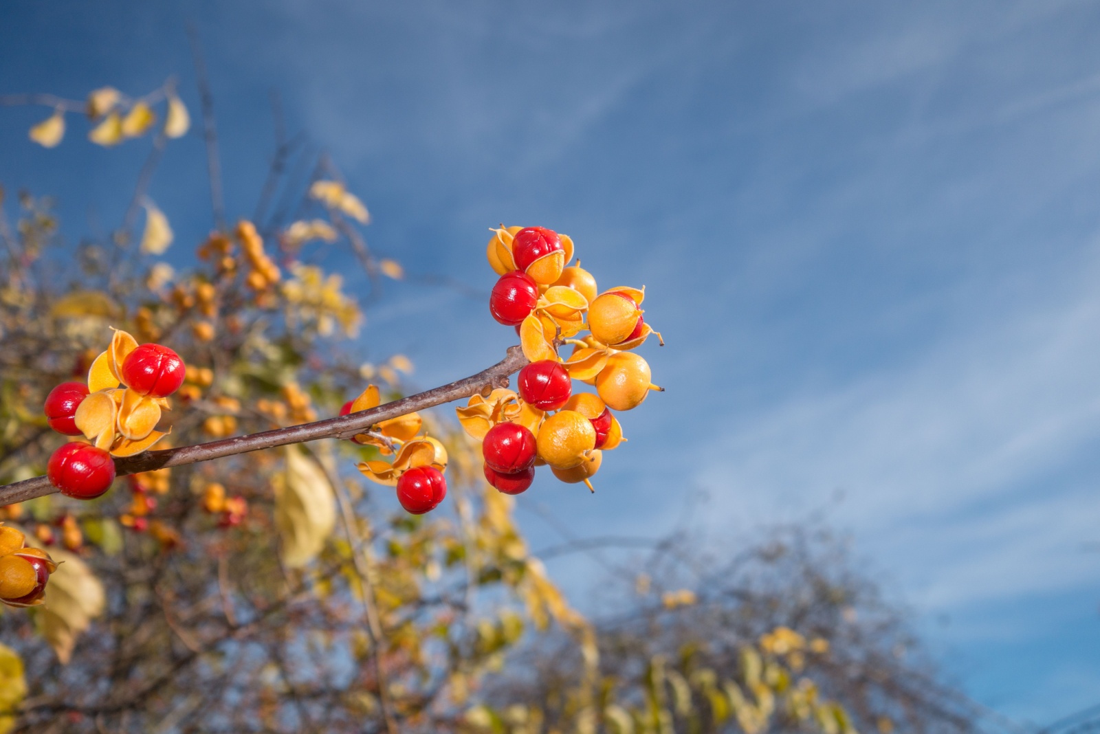oriental bittersweet in fall