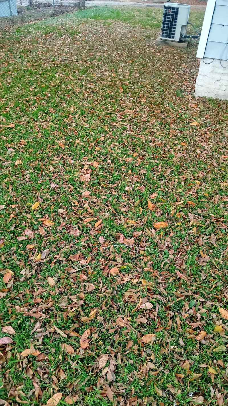 Neglecting Fallen Leaves