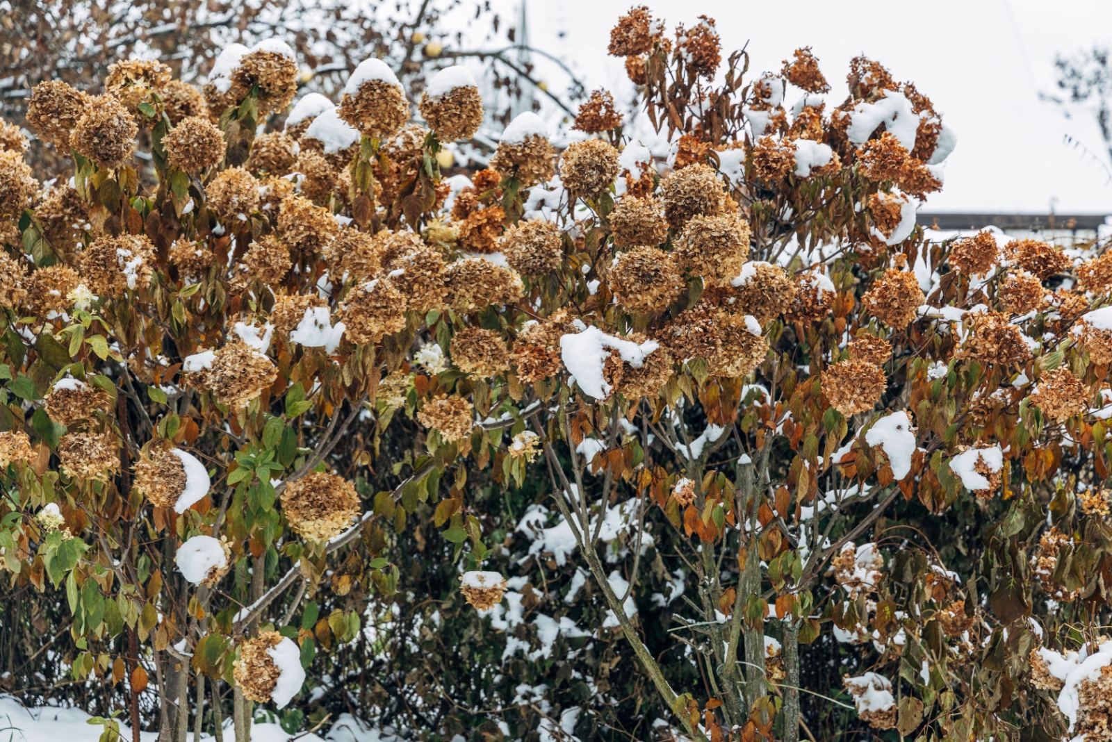 10 Common Mistakes To Avoid When Winter-Proofing Hydrangeas In Kentucky