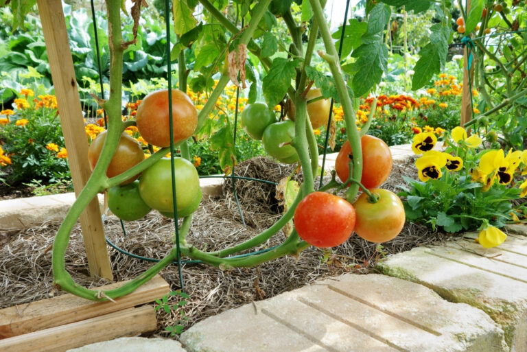 Tomatoes (featured image)