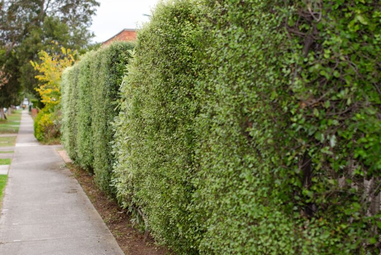 A row of tall, green shrubs